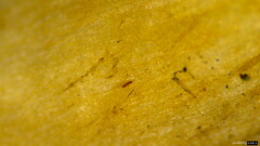 Phylloporus