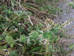 Mentha suaveolens