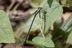 Austroargiolestes icteromelas
