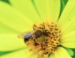 Andrena helianthi