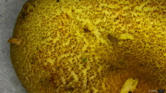 Phylloporus