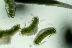 Polytrichum strictum