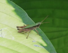 Dichromorpha viridis