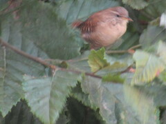 Troglodytes troglodytes