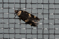 Oegoconia novimundi
