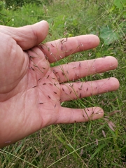 Eragrostis