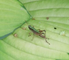 Dichromorpha viridis