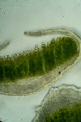 Polytrichum strictum