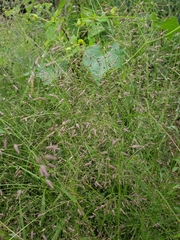 Eragrostis