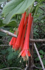 Fuchsia fulgens