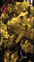 Agrius convolvuli