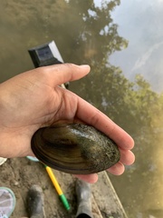 Pyganodon grandis