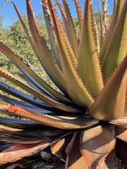 Aloe lineata