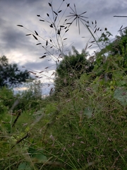 Eragrostis