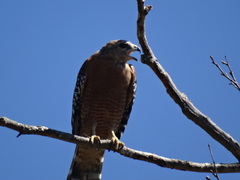 Buteo lineatus elegans