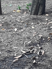 Turdus rufopalliatus