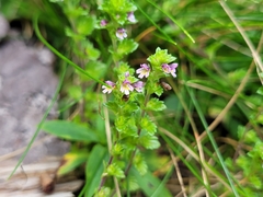 Euphrasia randii