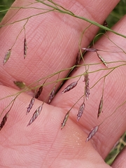 Eragrostis