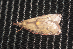 Enchocrates glaucopis