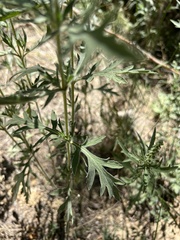 Ambrosia psilostachya