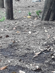 Turdus rufopalliatus