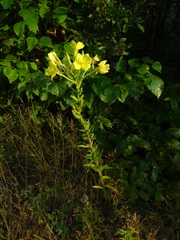 Oenothera