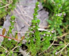 Euphrasia randii