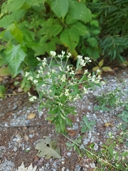 Pseudognaphalium obtusifolium