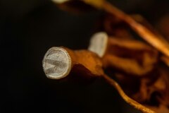 Polytrichum strictum