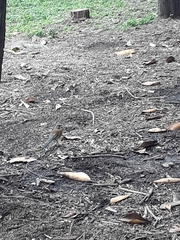 Turdus rufopalliatus