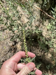 Ambrosia psilostachya