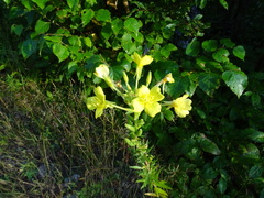 Oenothera