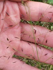 Eragrostis
