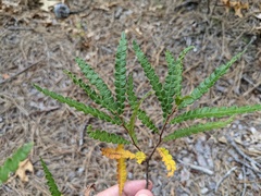 Comptonia peregrina