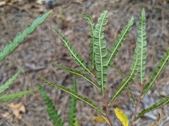 Comptonia peregrina