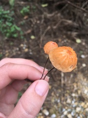 Marasmius siccus