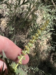 Ambrosia psilostachya