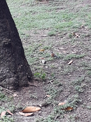 Turdus rufopalliatus