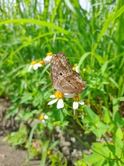 Anartia jatrophae