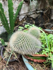 Mammillaria spinosissima