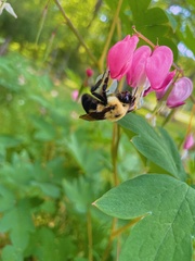 Bombus bimaculatus