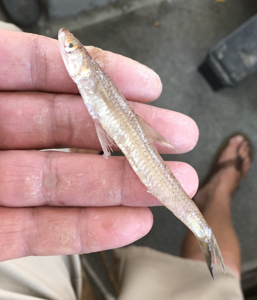 Brazilian lizardfish (Saurida brasiliensis) — Synodontidae