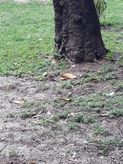 Turdus rufopalliatus