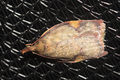 Enchocrates phaedryntis