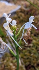 Platanthera blephariglottis