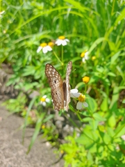 Anartia jatrophae