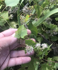 Mikania scandens