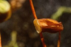 Polytrichum strictum