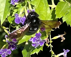 Xylocopa sonorina