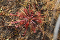 Drosera spatulata